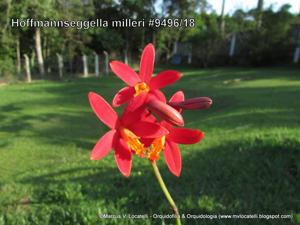 Cattleya milleri