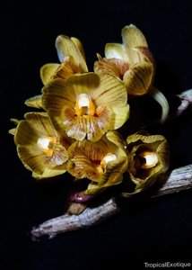 Dendrobium sarawakense