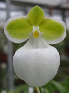 Paphiopedilum micranthum