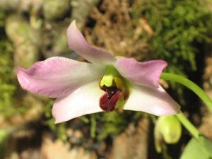 Dendrobium trantuanii