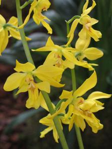 Calanthe striata