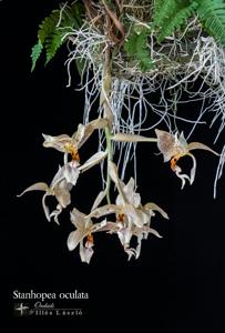 Stanhopea oculata