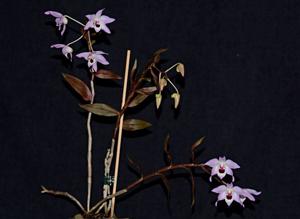 Dendrobium shixingense