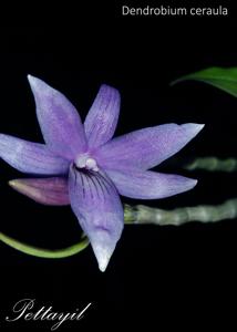 Dendrobium ceraula