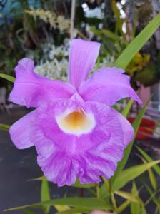 Sobralia rogersiana