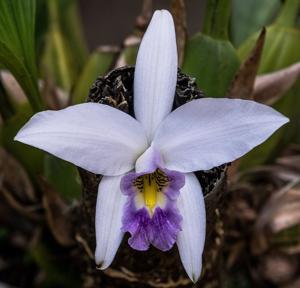 Laelia anceps