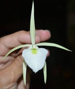 Brassavola tuberculata