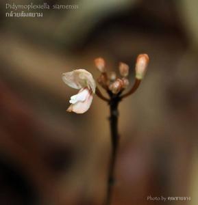 Didymoplexiella siamensis