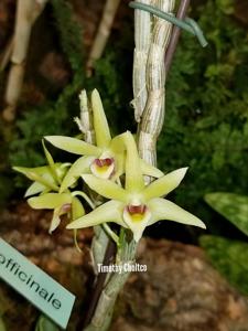 Dendrobium officinale