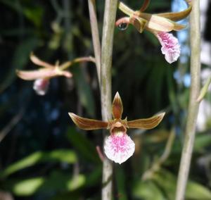 Eulophia graminea