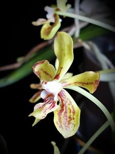 Vanda lamellata