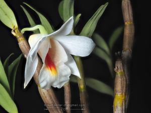 Dendrobium christyanum