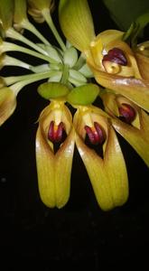 Bulbophyllum graveolens