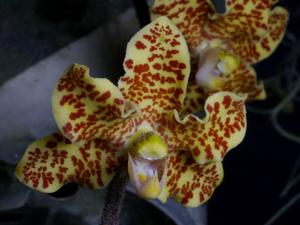 Dimorphorchis lowii