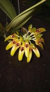 Bulbophyllum graveolens