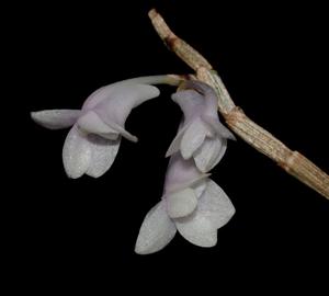 Dendrobium aphanochilum