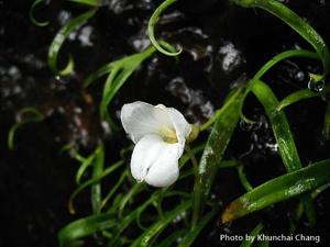 Diplomeris pulchella