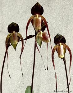 Paphiopedilum adductum