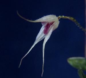 Specklinia cactantha
