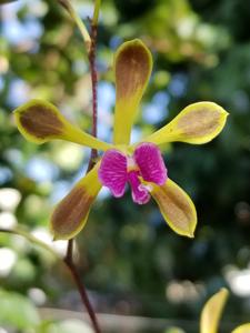 Encyclia howardii