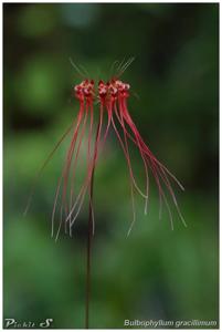 Bulbophyllum gracillimum