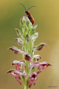 Anacamptis coriophora