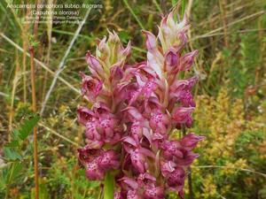 Anacamptis coriophora