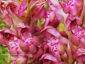 Anacamptis coriophora