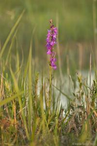 Anacamptis palustris