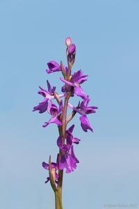 Anacamptis palustris