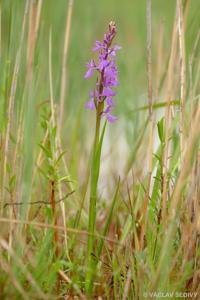 Anacamptis palustris