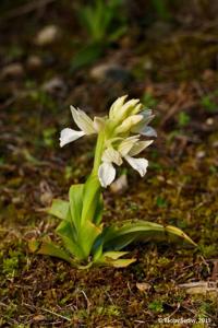 Anacamptis papilionacea