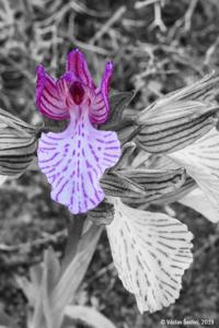 Anacamptis papilionacea