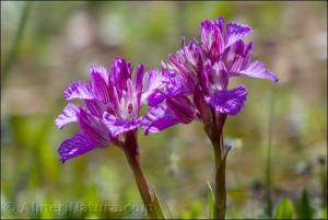 Anacamptis papilionacea