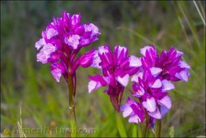 Anacamptis papilionacea