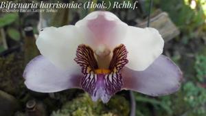 Bifrenaria harrisoniae