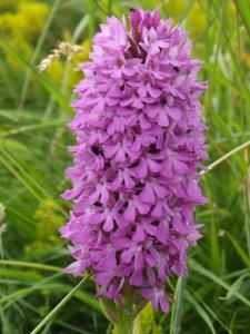 Anacamptis pyramidalis