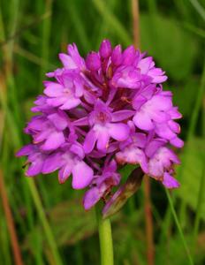 Anacamptis pyramidalis