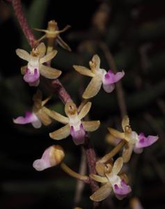 Cleisostoma arietinum