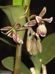 Epidendrum marmoratum