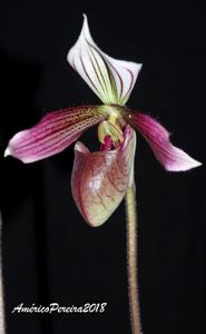 Paphiopedilum purpuratum