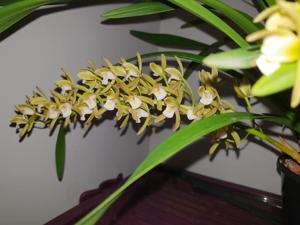 Cymbidium floribundum