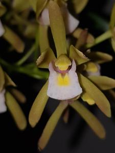 Cymbidium floribundum