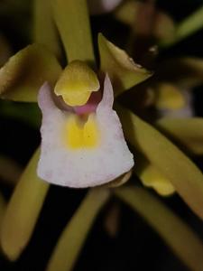 Cymbidium floribundum