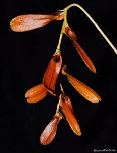 Bulbophyllum dickasonii