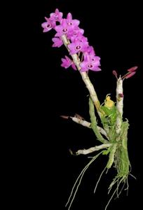 Dendrobium parishii