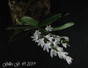 Aerangis hyaloides