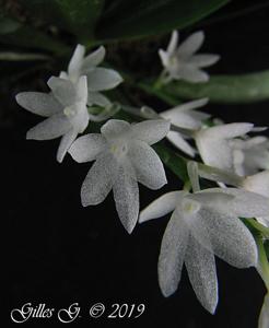 Aerangis hyaloides