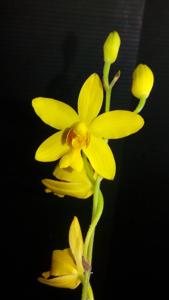 Spathoglottis affinis