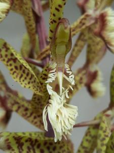 Catasetum lanciferum